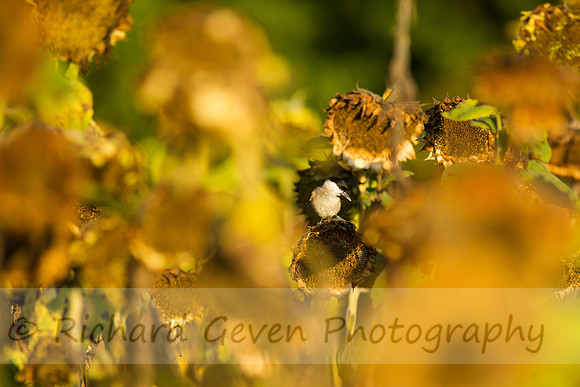 rgeven20151003-3399