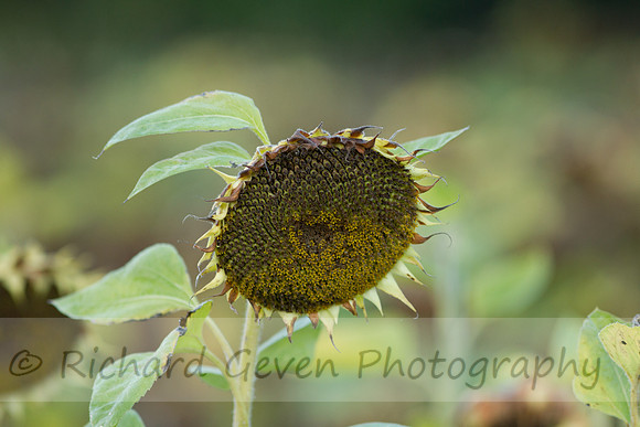 rgeven20151003-3249