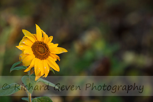 rgeven20151003-4721