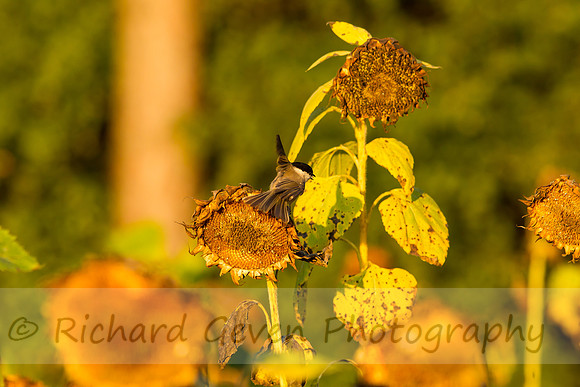 rgeven20151003-3339
