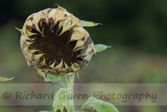 rgeven20151003-4716