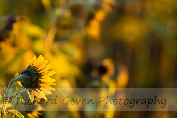 rgeven20151003-3282