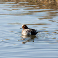 rgeven2016-4293