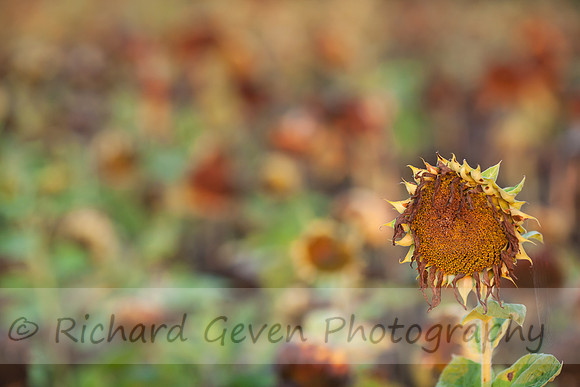 rgeven20151003-4727