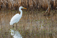 Zilver Reiger