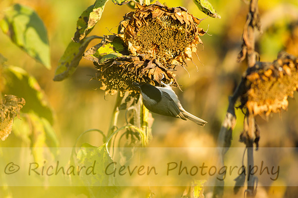 rgeven20151003-3414