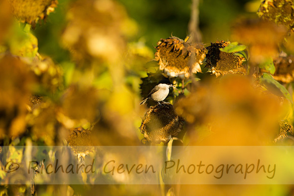 rgeven20151003-3404