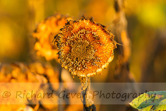 rgeven20151003-3310