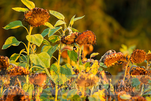 rgeven20151003-3265