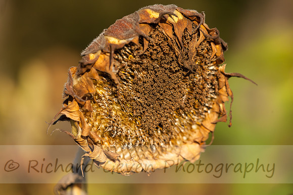 rgeven20151003-4762