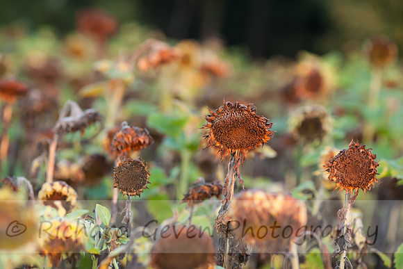rgeven20151003-4726