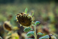 rgeven20151003-4707