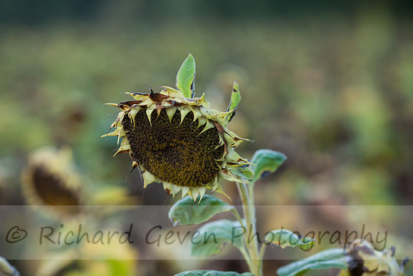 rgeven20151003-4707