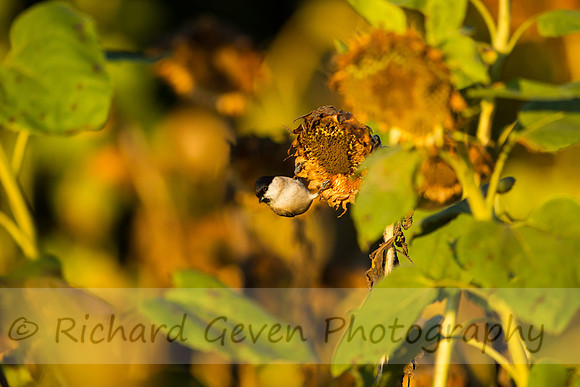 rgeven20151003-3380