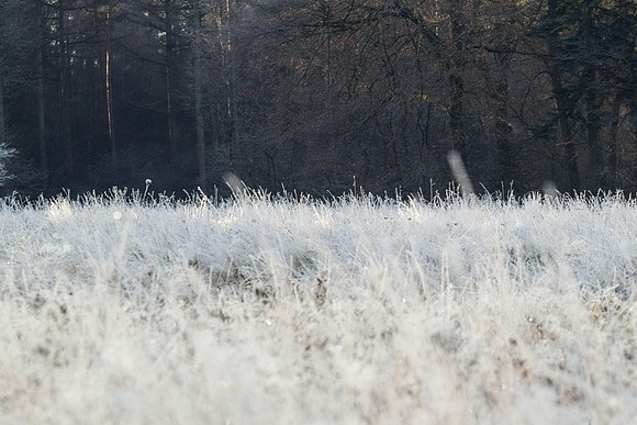 rgeven2016-6294