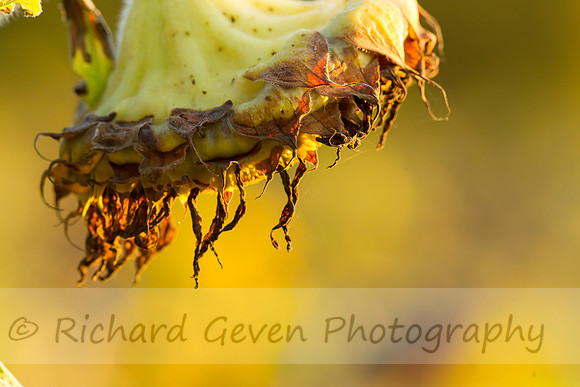 rgeven20151003-3304