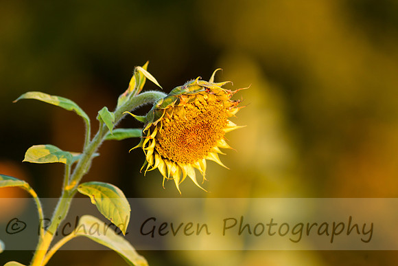 rgeven20151003-3276