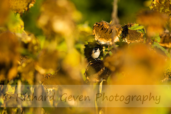 rgeven20151003-3401