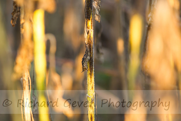 rgeven20151003-3370