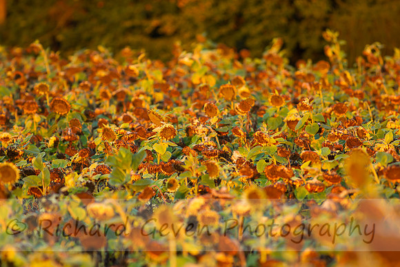 rgeven20151003-3260