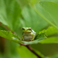 Tree frog /  Boom kikker