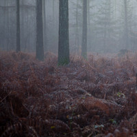 Trees / Bomen