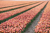Tulpen