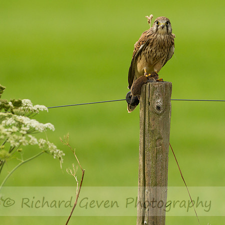 rgeven20151003-1460