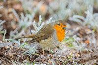 Robin / Roodborst