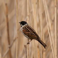 Sedge Warbler / Rietzanger