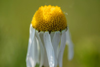 Spring macro's 2019