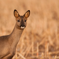 Roe deer / Ree