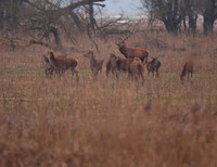 Deer / Hert