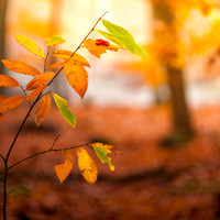 Autumn 2018