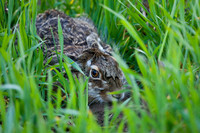 Hare / Haas