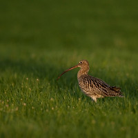 Curlew / Wulp
