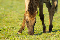 Konikhorse / Konikpaard
