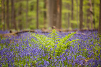Hallerbos
