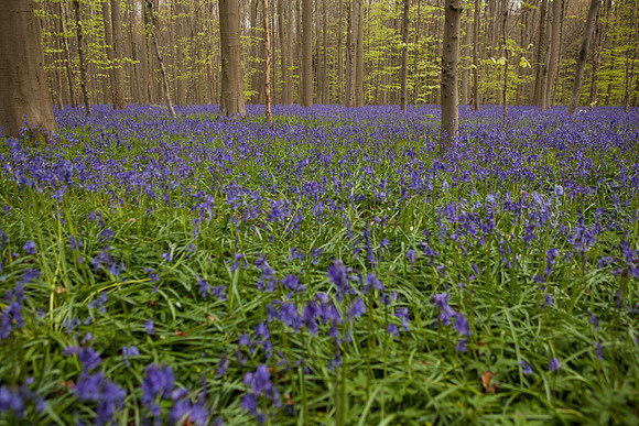rgeven2017-9473