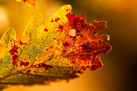 Autumn details / Herfst details