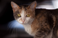 House Cat /  Huiskat