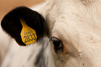 Cow / Koe