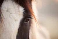 Horse / Paard