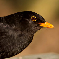 Blackbird / Merel