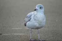 Beach / Strand