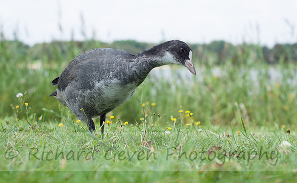 rgeven2016-8675