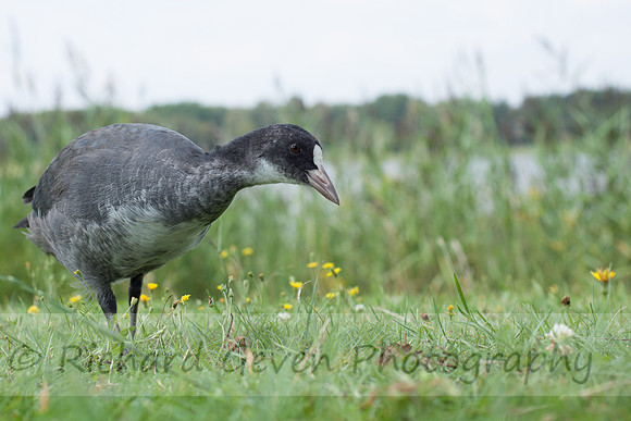 rgeven2016-8673