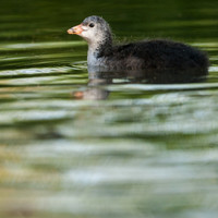 rgeven2016-7687