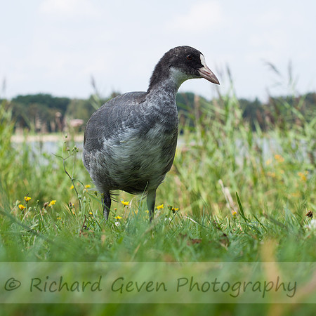 rgeven2016-8659