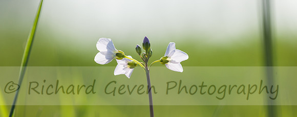 rgeven2017-7643